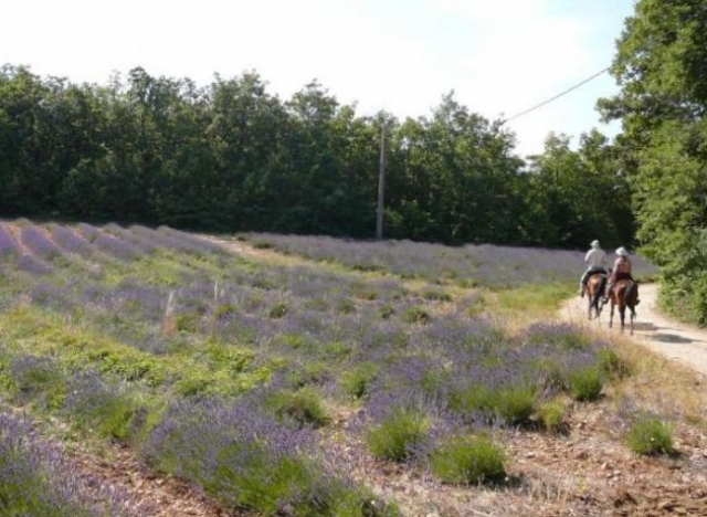  Equitación en Provenza